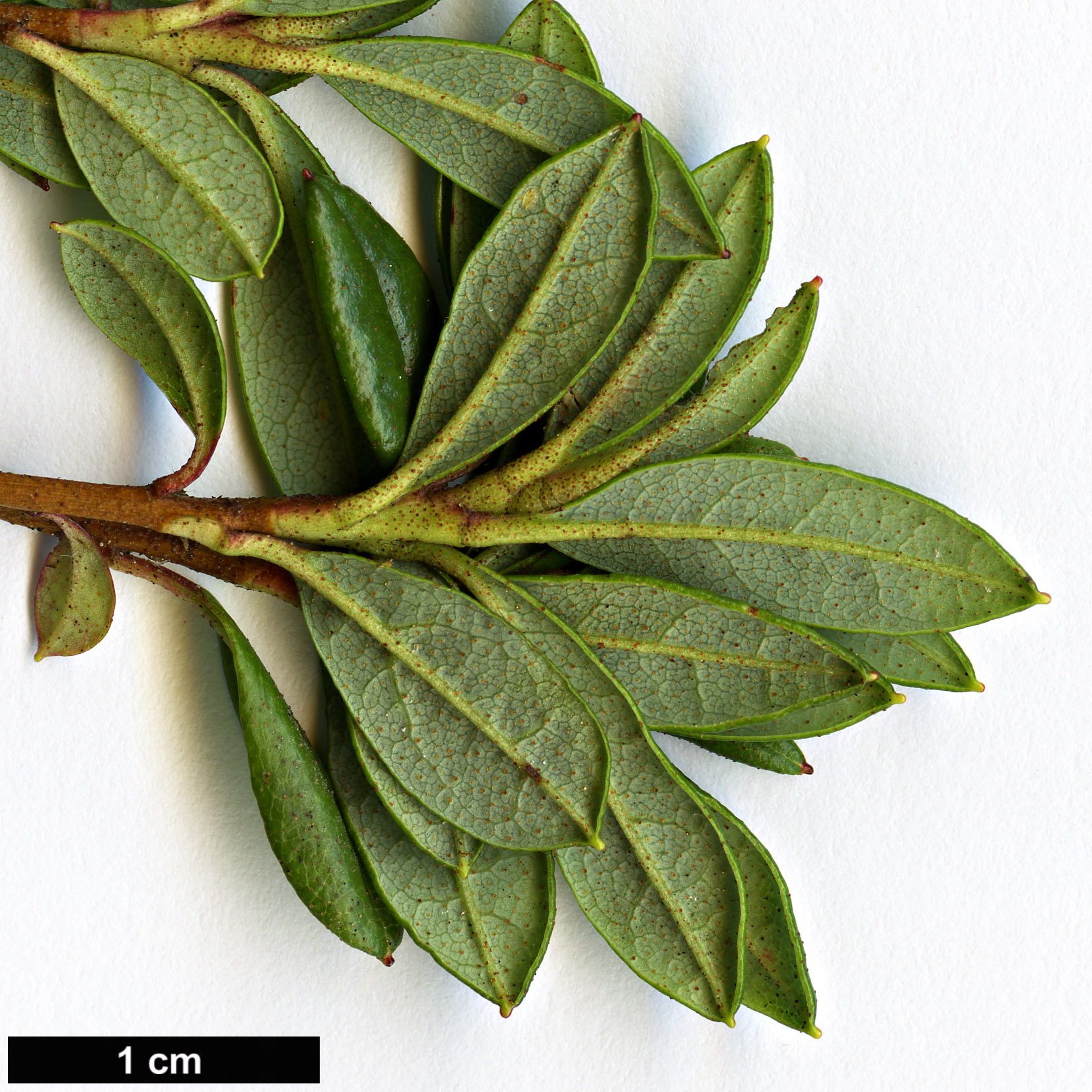 High resolution image: Family: Ericaceae - Genus: Rhododendron - Taxon: uniflorum - SpeciesSub: var. imperator